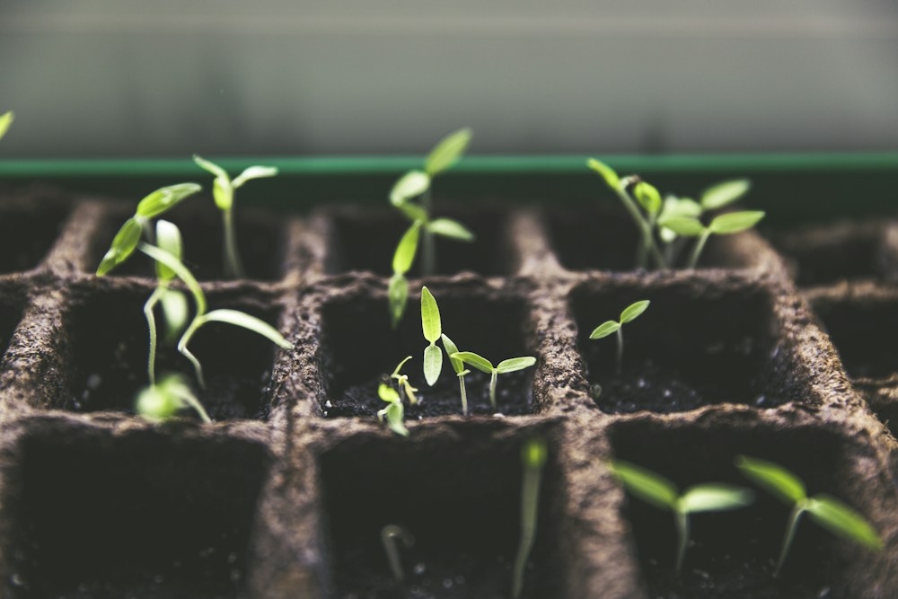 Small seedlings sprouting from fiber pots