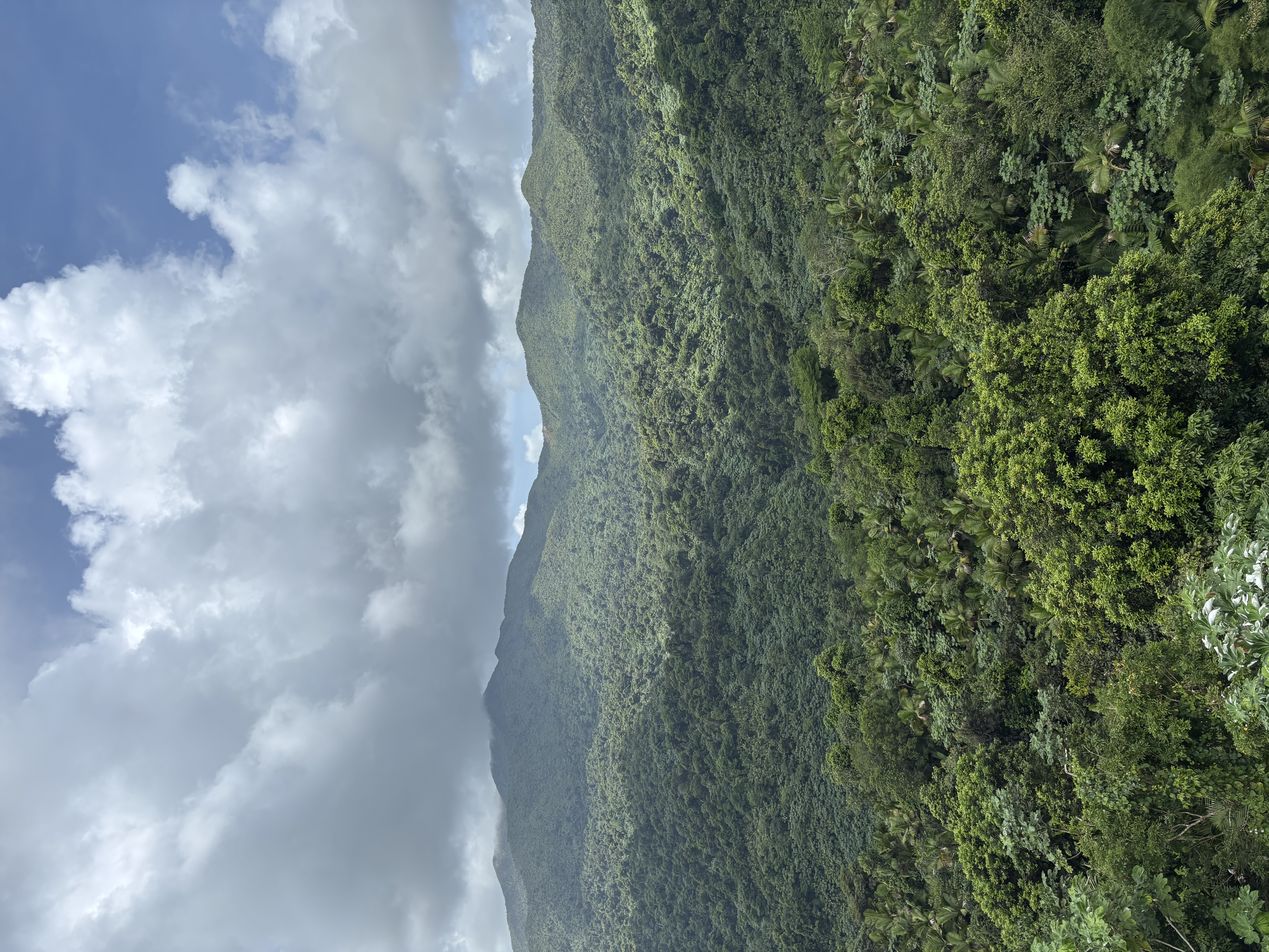 Green rainforest-covered hills beneath a cloudy sky in Puerto Rico